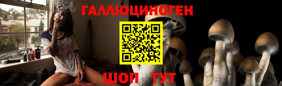 Галлюциногенные грибы Psilocybe Ессентуки